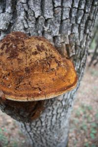 <img200*0:stuff/z/20192/Mushroom%2520True%2520Stock/i1267506584_1.jpg>