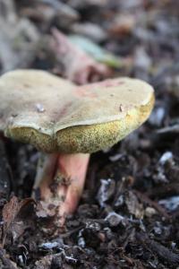 <img200*0:stuff/z/20192/Mushroom%2520True%2520Stock/i1267506584_12.jpg>