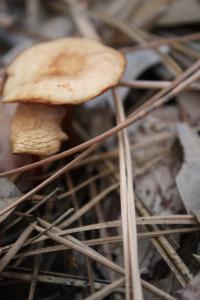 <img200*0:stuff/z/20192/Mushroom%2520True%2520Stock/i1267506584_13.jpg>