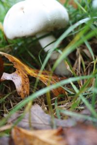 <img200*0:stuff/z/20192/Mushroom%2520True%2520Stock/i1267506584_14.jpg>