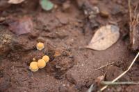 <img200*0:stuff/z/20192/Mushroom%2520True%2520Stock/i1267506584_15.jpg>