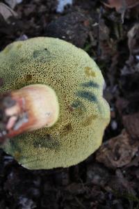 <img200*0:stuff/z/20192/Mushroom%2520True%2520Stock/i1267506584_16.jpg>
