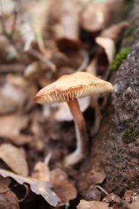 <img200*0:stuff/z/20192/Mushroom%2520True%2520Stock/i1267506584_17.jpg>