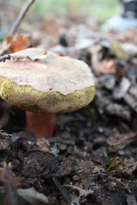 <img200*0:stuff/z/20192/Mushroom%2520True%2520Stock/i1267506584_18.jpg>