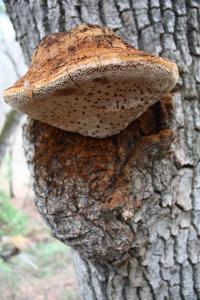 <img200*0:stuff/z/20192/Mushroom%2520True%2520Stock/i1267506584_2.jpg>