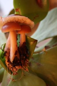<img200*0:stuff/z/20192/Mushroom%2520True%2520Stock/i1267506584_4.jpg>