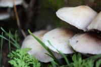<img:http://elftown.heddate.com/stuff/z/20192/Mushroom%2520True%2520Stock/i1267506584_8.jpg?y=0&x=200>