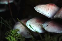 <img200*0:stuff/z/20192/Single%2520Mushrooms/i1267584939_1.jpg>