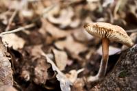 <img:http://elftown.heddate.com/stuff/z/20192/Single%2520Mushrooms/i1267584939_5.jpg?y=0&x=200>