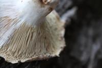 <img200*0:stuff/z/20192/Single%2520Mushrooms/i1267584940_6.jpg>