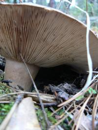 <img200*0:stuff/z/20192/Single%2520Mushrooms/i1267584941_20.jpg>