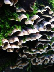 <img0*250:stuff/z/20192/Talim%2527s%2520Falling%2520Out%2520Of%2520Trees/i1201470041_16.jpg>