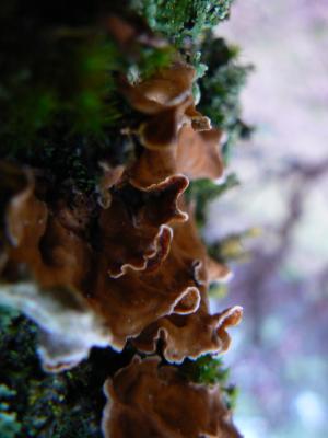 <img300*0:http://elftown.heddate.com/stuff/z/20192/Talim%2527s%2520Falling%2520Out%2520Of%2520Trees/i1201470041_28.jpg>