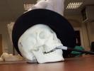 Skull Photo Reference