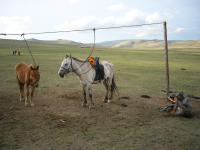 <img200*0:stuff/z/24454/Horses%2520by%2520Nyaah*/L1010126.JPG>