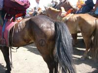 <img200*0:stuff/z/24454/Horses%2520by%2520Nyaah*/L1010186.JPG>