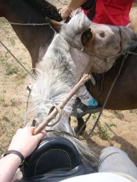 <img200*0:stuff/z/24454/Horses%2520by%2520Nyaah*/L1010216.JPG>