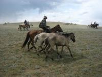 <img200*0:stuff/z/24454/Horses%2520by%2520Nyaah*/L1010227.JPG>