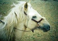 <img200*0:stuff/z/24454/Horses%2520by%2520Nyaah*/L1040425.jpg>