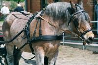 <img200*0:stuff/z/24454/Horses%2520by%2520Nyaah*/Meine%20Bilder0035.jpg>