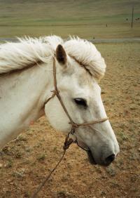 <img200*0:stuff/z/24454/Horses%2520by%2520Nyaah*/R001-019.JPG>