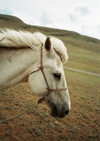 <img200*0:stuff/z/24454/Horses%2520by%2520Nyaah*/R001-020.JPG>