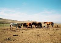 <img200*0:stuff/z/24454/Horses%2520by%2520Nyaah*/R001-022.JPG>