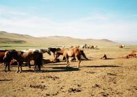 <img200*0:stuff/z/24454/Horses%2520by%2520Nyaah*/R001-023.JPG>