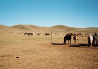 <img200*0:stuff/z/24454/Horses%2520by%2520Nyaah*/R001-024.JPG>