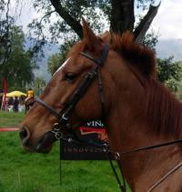 <img200*0:stuff/z/24648/Horses%2520by%2520Ricco/i1170862034_1.jpg>