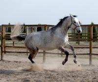 <img200*0:stuff/z/24648/Horses%2520by%2520Ricco/i1170862034_11.jpg>