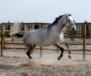 Horses by Ricco