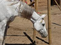 <img200*0:stuff/z/24648/Horses%2520by%2520Ricco/i1170862034_12.jpg>