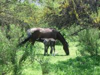 <img200*0:stuff/z/24648/Horses%2520by%2520Ricco/i1170862034_13.jpg>