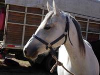 <img200*0:stuff/z/24648/Horses%2520by%2520Ricco/i1170862034_2.jpg>