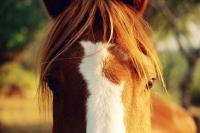 <img200*0:stuff/z/24648/Horses%2520by%2520Ricco/i1170862034_3.jpg>