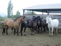 <img200*0:stuff/z/24648/Horses%2520by%2520Ricco/i1170862034_4.jpg>