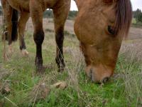 <img200*0:stuff/z/24648/Horses%2520by%2520Ricco/i1170862034_5.jpg>