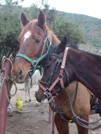 <img200*0:stuff/z/24648/Horses%2520by%2520Ricco/i1170862034_7.jpg>