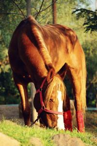 <img200*0:stuff/z/24648/Horses%2520by%2520Ricco/i1170862034_8.jpg>