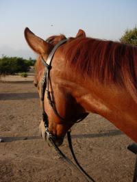 <img200*0:stuff/z/24648/Horses%2520by%2520Ricco/i1170862034_9.jpg>
