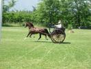 Horses by Ricco