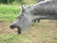 <img200*0:stuff/z/24648/Horses%2520by%2520Ricco/i1170862035_16.jpg>