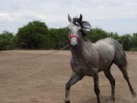 <img200*0:stuff/z/24648/Horses%2520by%2520Ricco/i1170862035_18.jpg>