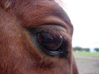 <img200*0:stuff/z/24648/Horses%2520by%2520Ricco/i1170862035_19.jpg>