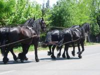 <img200*0:stuff/z/24648/Horses%2520by%2520Ricco/i1170862035_20.jpg>