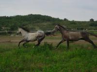 <img200*0:stuff/z/24648/Horses%2520by%2520Ricco/i1170862035_21.jpg>