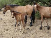<img200*0:stuff/z/24648/Horses%2520by%2520Ricco/i1170862035_22.jpg>