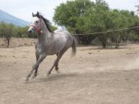 <img200*0:stuff/z/24648/Horses%2520by%2520Ricco/i1170862035_23.jpg>