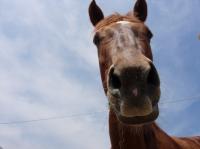 <img200*0:stuff/z/24648/Horses%2520by%2520Ricco/i1170862035_24.jpg>